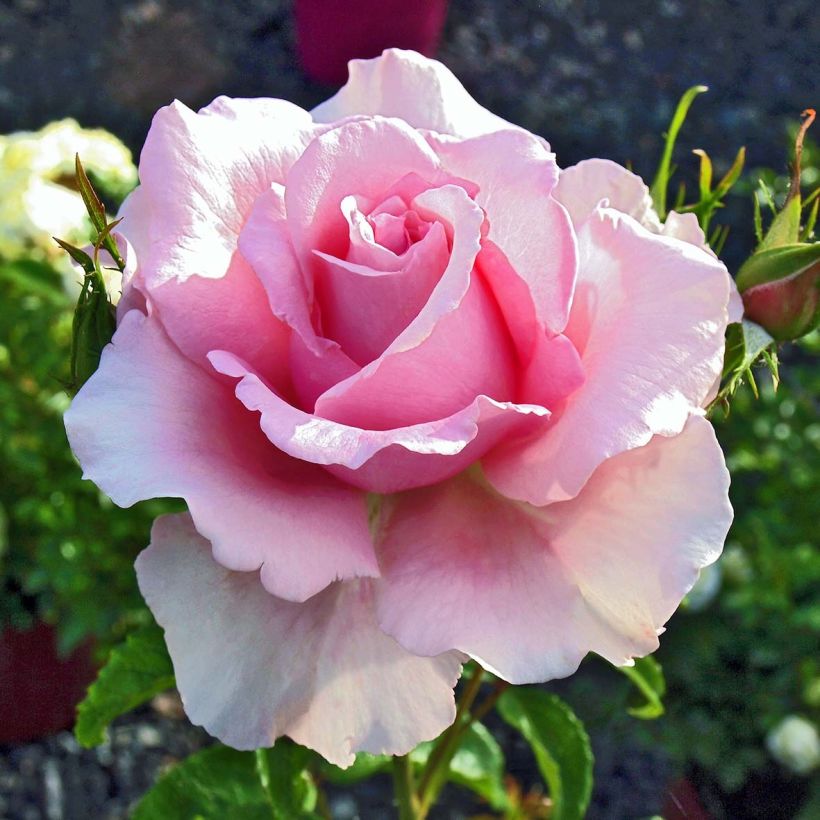 Rosa Sandrine Quétier  (Flowering)