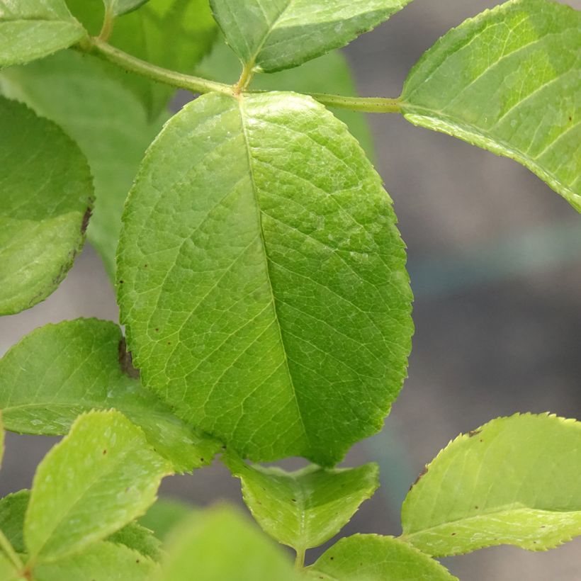 Rosa Sandrine Quétier (Foliage)