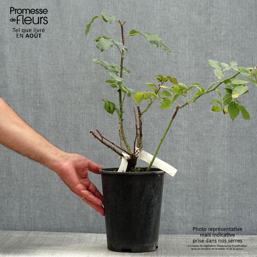 Rosa Simone Veil  4L/5L pot sample as delivered in summer