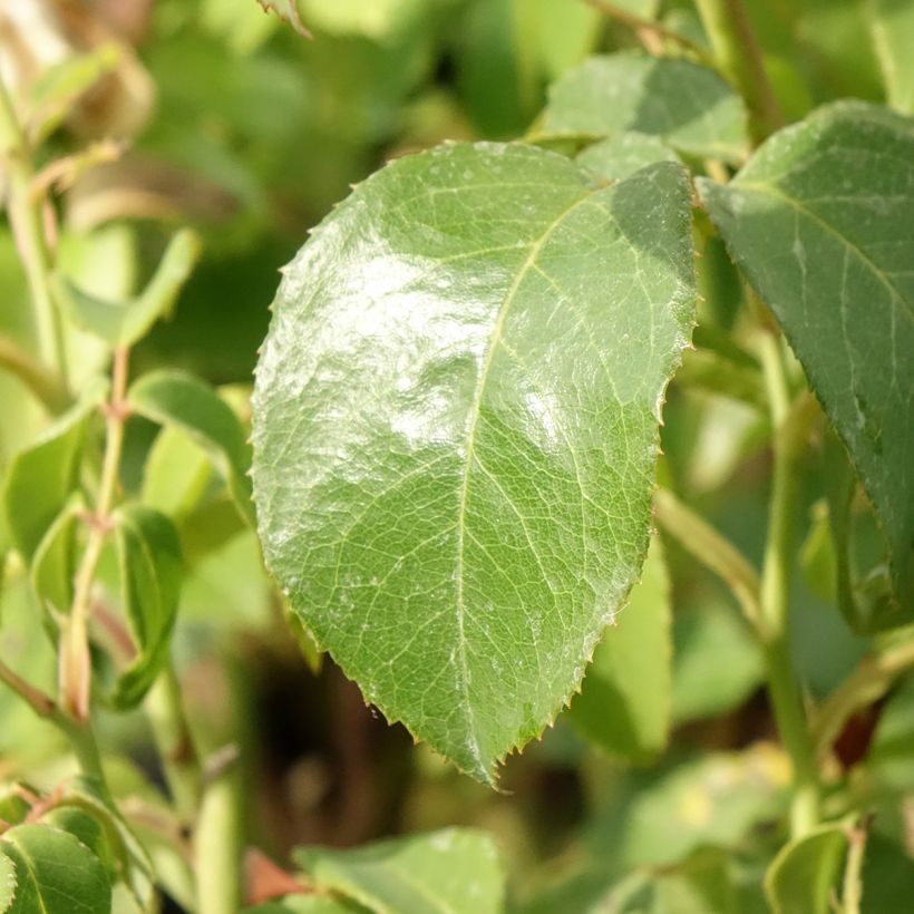 Rosa Sophia Renaissance - Hybrid Tea Rose (Foliage)