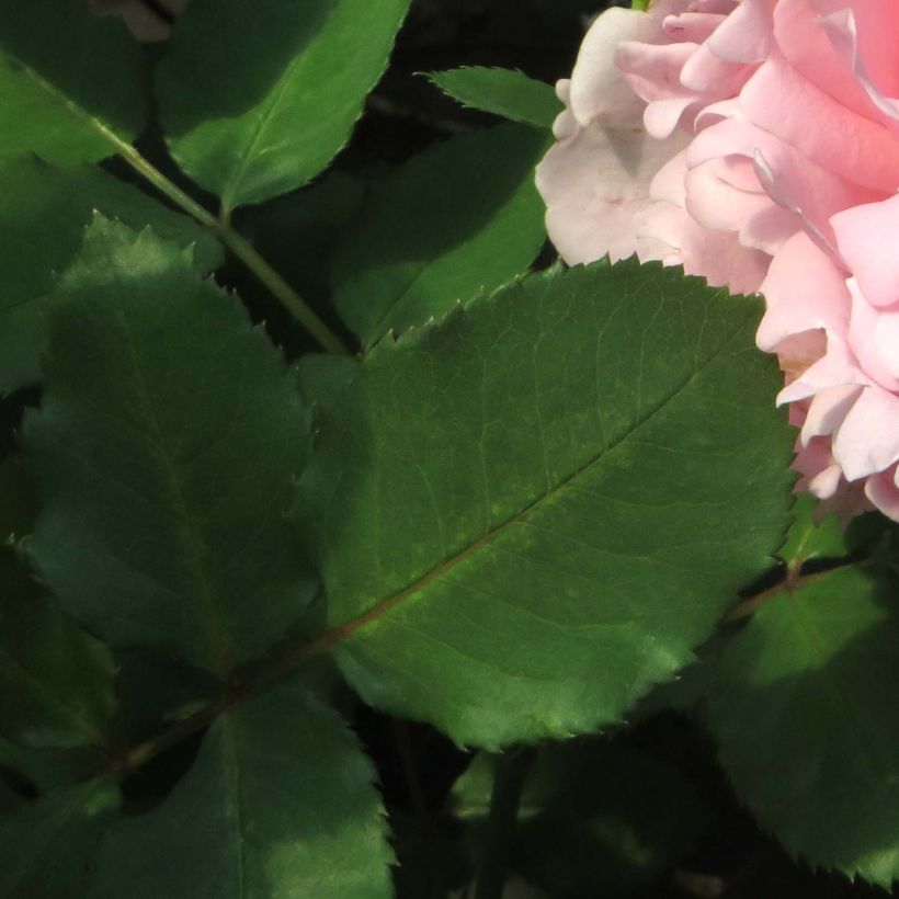 Rosa Sophie Rochas  (Foliage)