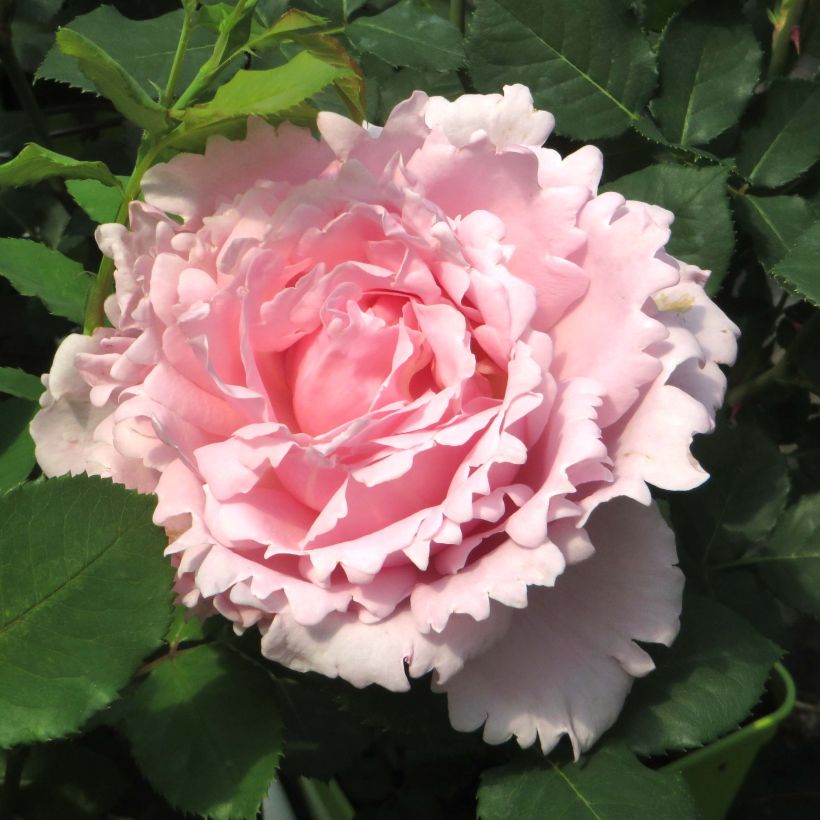 Rosa Sophie Rochas  (Flowering)