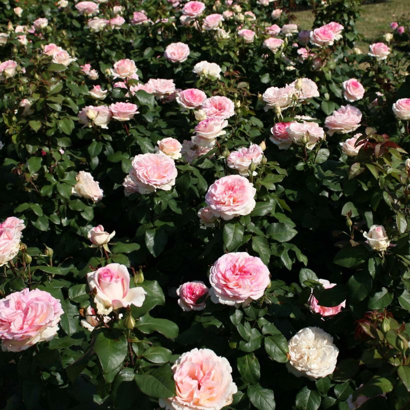 Rosa 'Souvenir de Baden-Baden' - Hybrid Tea Rose (Plant habit)