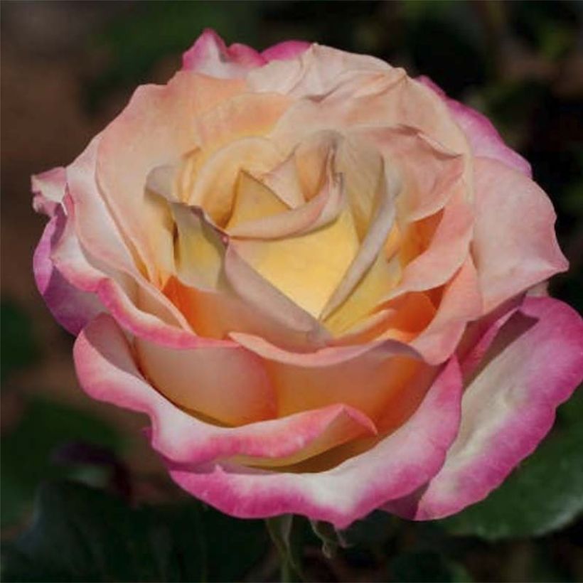 Rosa Sweet Eureka (Flowering)