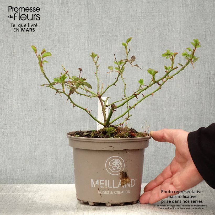 Rosa  'Sweet Love' / 'Chandos Beauty' - Hybrid Tea Rose 4L/5L pot sample as delivered in spring