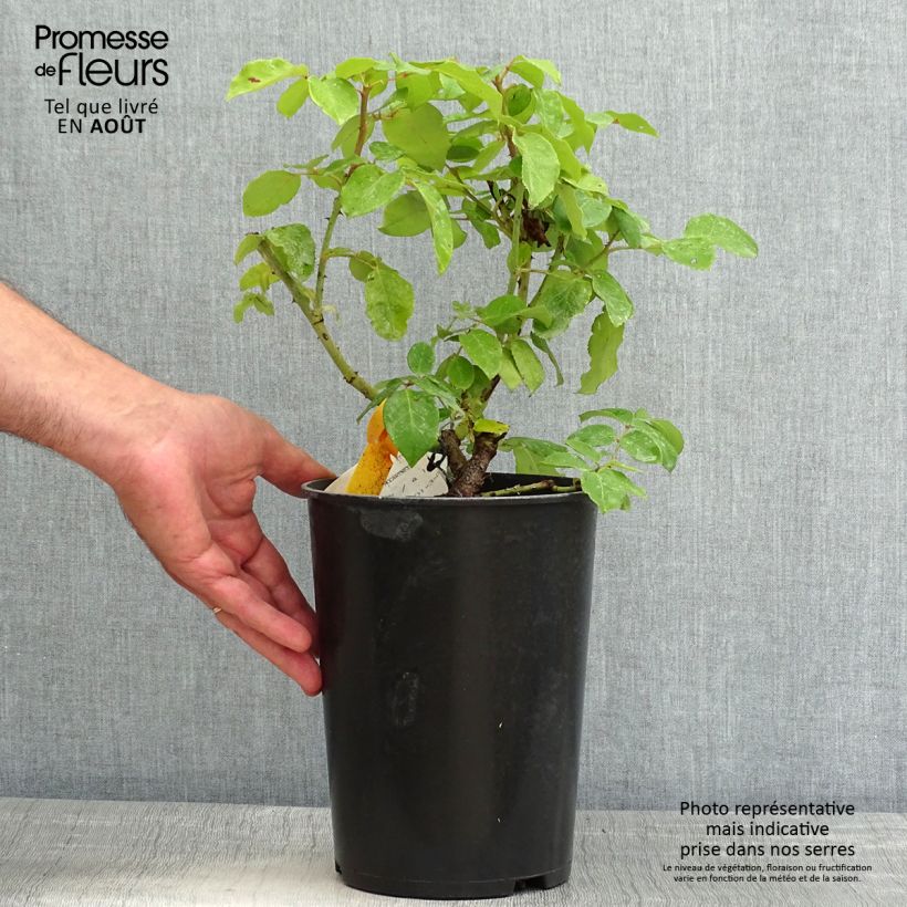 Rosa 'The McCartney Rose' - Shrub Rose 4L/5L pot sample as delivered in summer