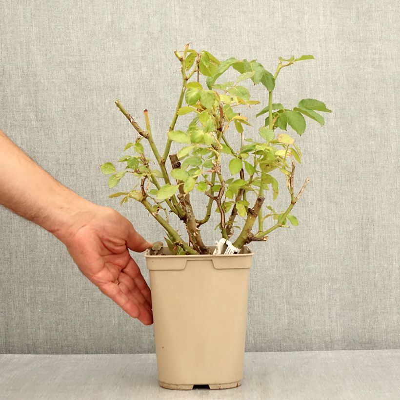 Rosa Thierry Marx  4L/5L pot sample as delivered in summer