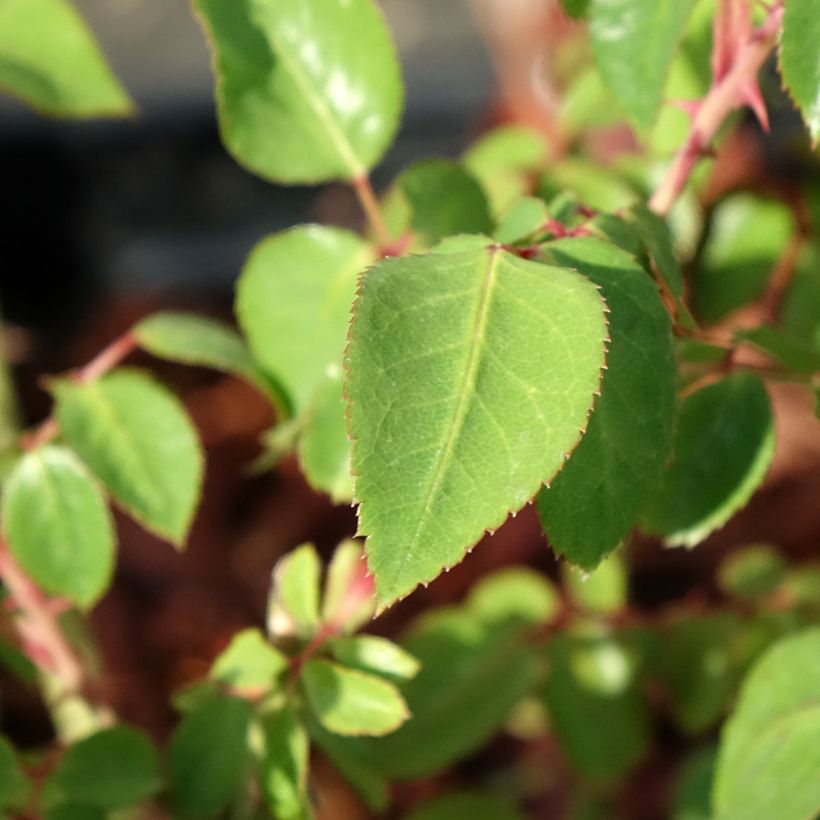 Rosa Thierry Marx (Foliage)