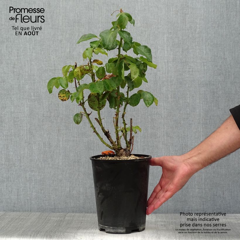 Rosa Traviata 4L/5L pot sample as delivered in summer