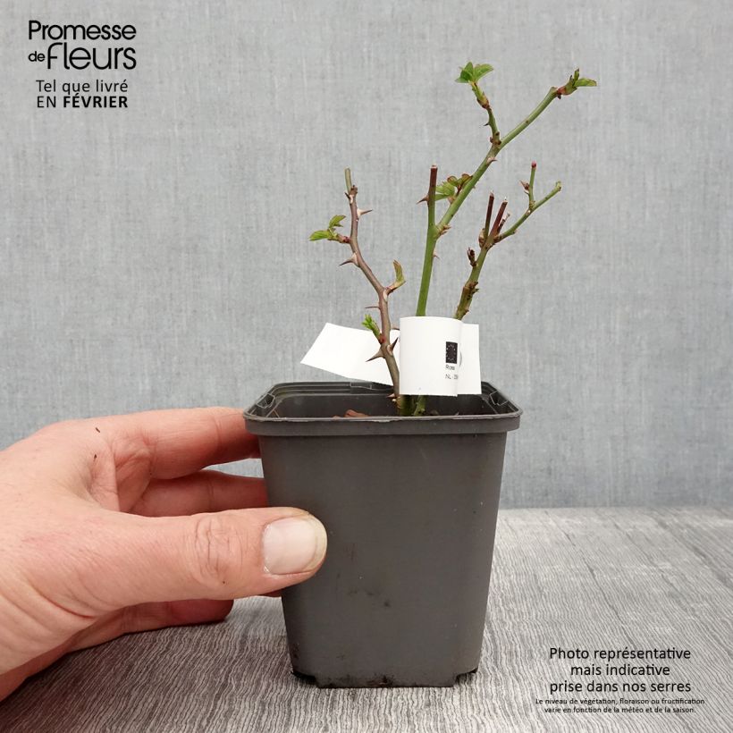 Rosa Twister Select 8/9 cm pot sample as delivered in winter