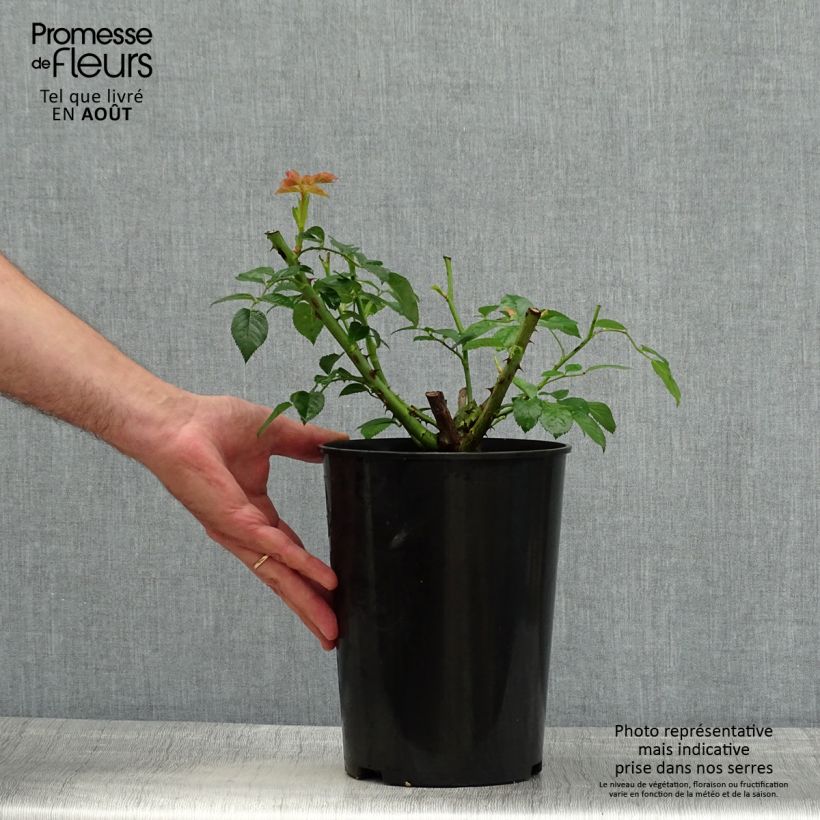 Rosa Ville de Chine - Shrub Rose 4L/5L pot sample as delivered in summer