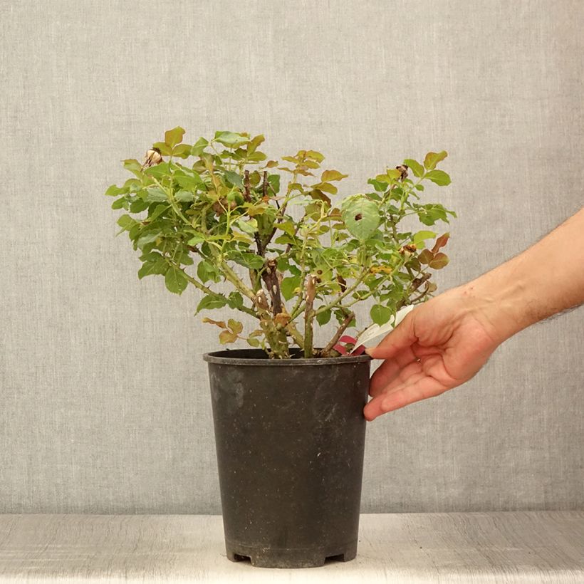 Rosa Yellowstone  4L/5L pot sample as delivered in summer