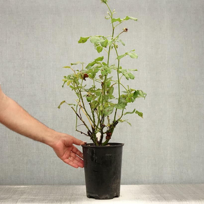 Rosa Eveline Wild 4L/5L pot sample as delivered in summer