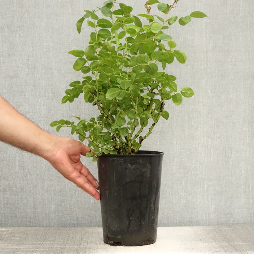 Rosa Nadia Zerouali - Shrub Rose 4L/5L pot sample as delivered in summer
