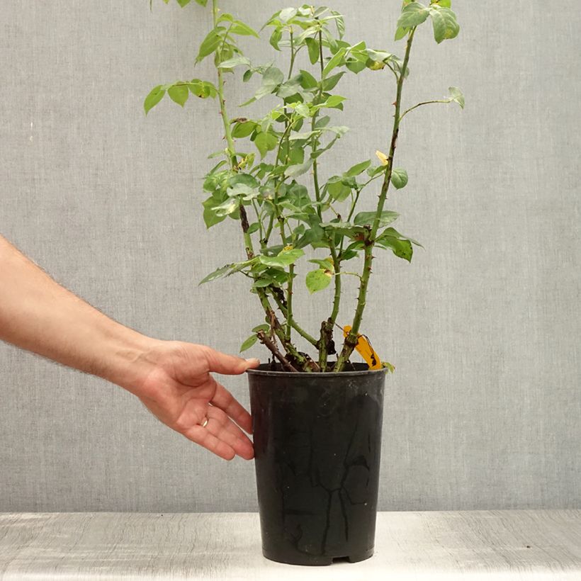 Rosa Sophie Luise 4L/5L pot sample as delivered in summer