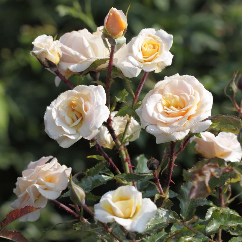 Rosa floribunda Sweet Honey  (Flowering)