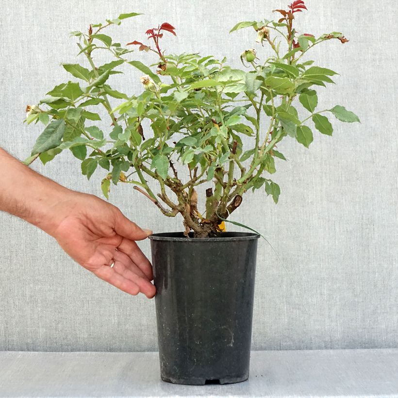 Rosa floribunda Sweet Honey  4L/5L pot sample as delivered in summer