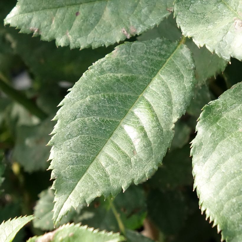 Rosa floribunda Sweet Honey (Foliage)