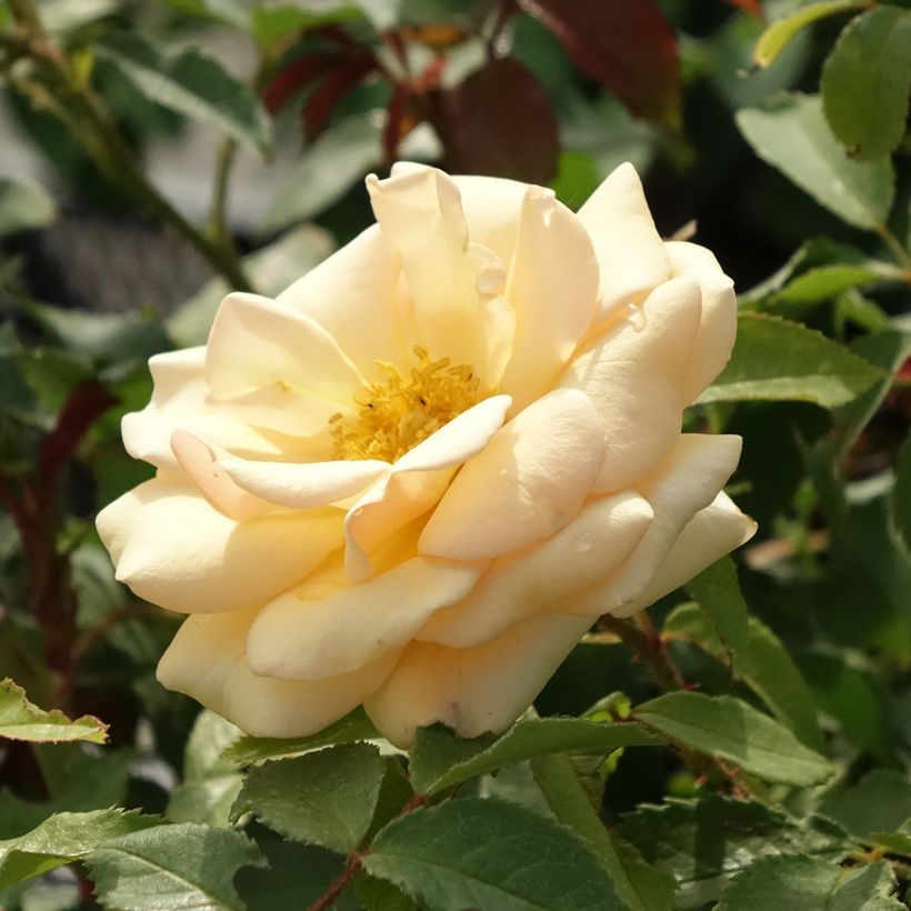 Rosa floribunda Sweet Honey (Flowering)
