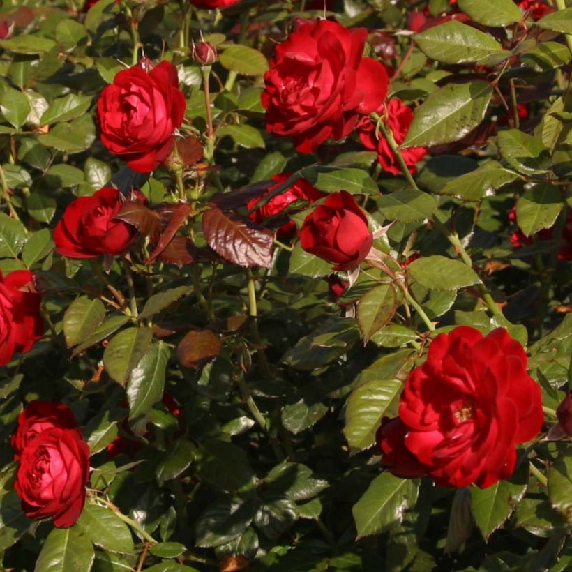 Rosa floribunda The Times (Flowering)