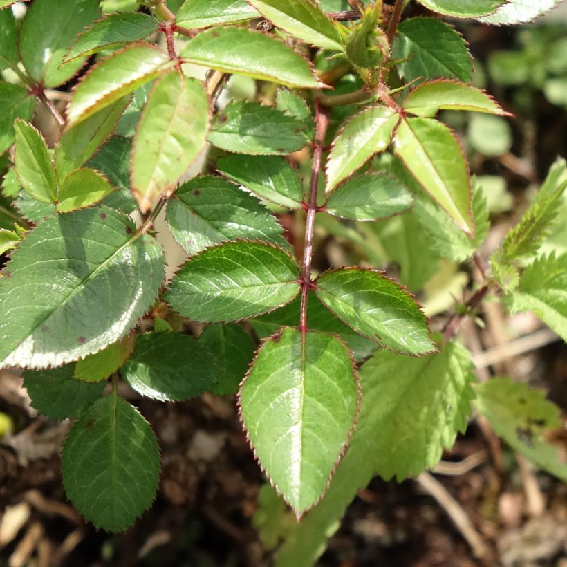 Rosa Everglow Ruby   (Foliage)