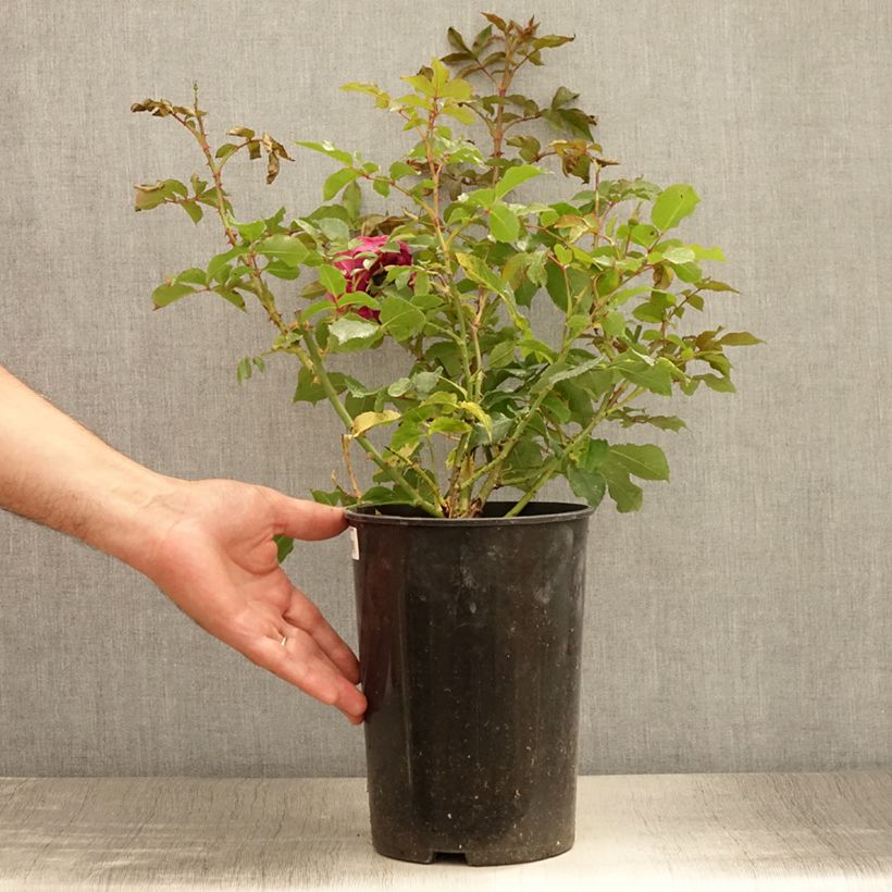 Rosa x floribunda Taste of Love 'Dolce' - Floribunda Rose 4L/5L pot sample as delivered in summer