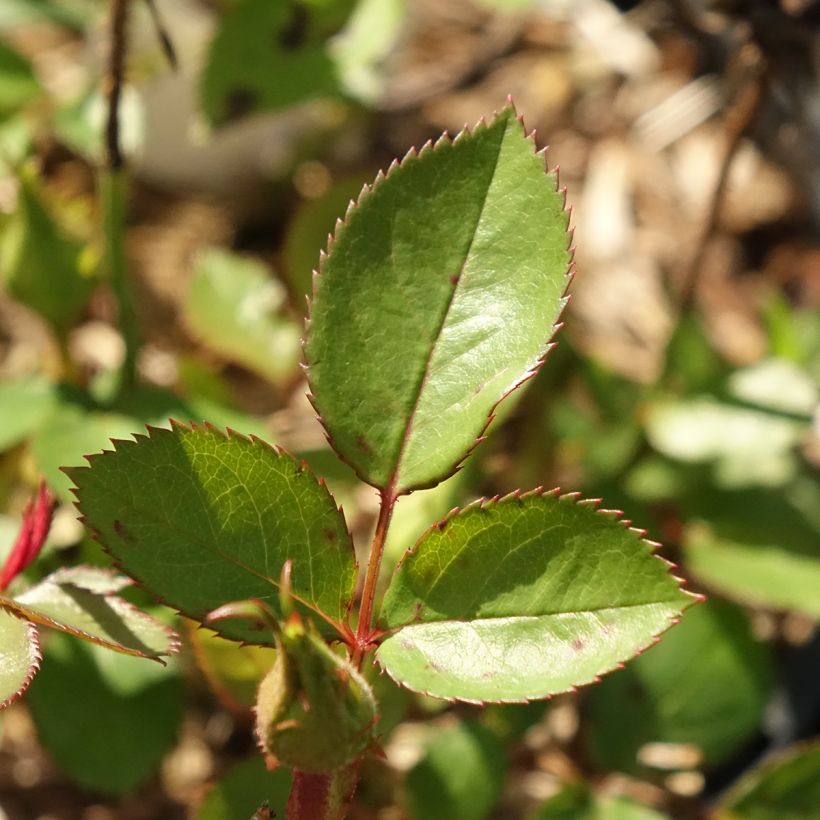Rosa x floribunda Tiramisu Bio (Foliage)
