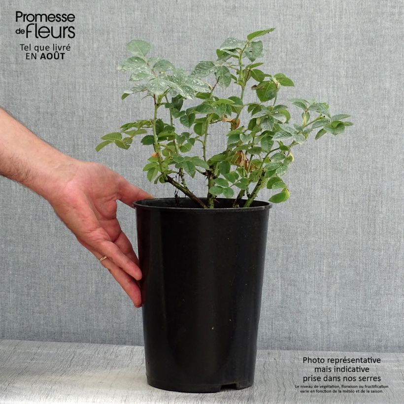Rosa alba Suaveolens 4L/5L pot sample as delivered in summer