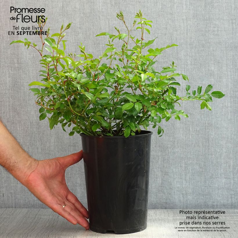 Rosa Ballerina 4L/5L pot sample as delivered in summer