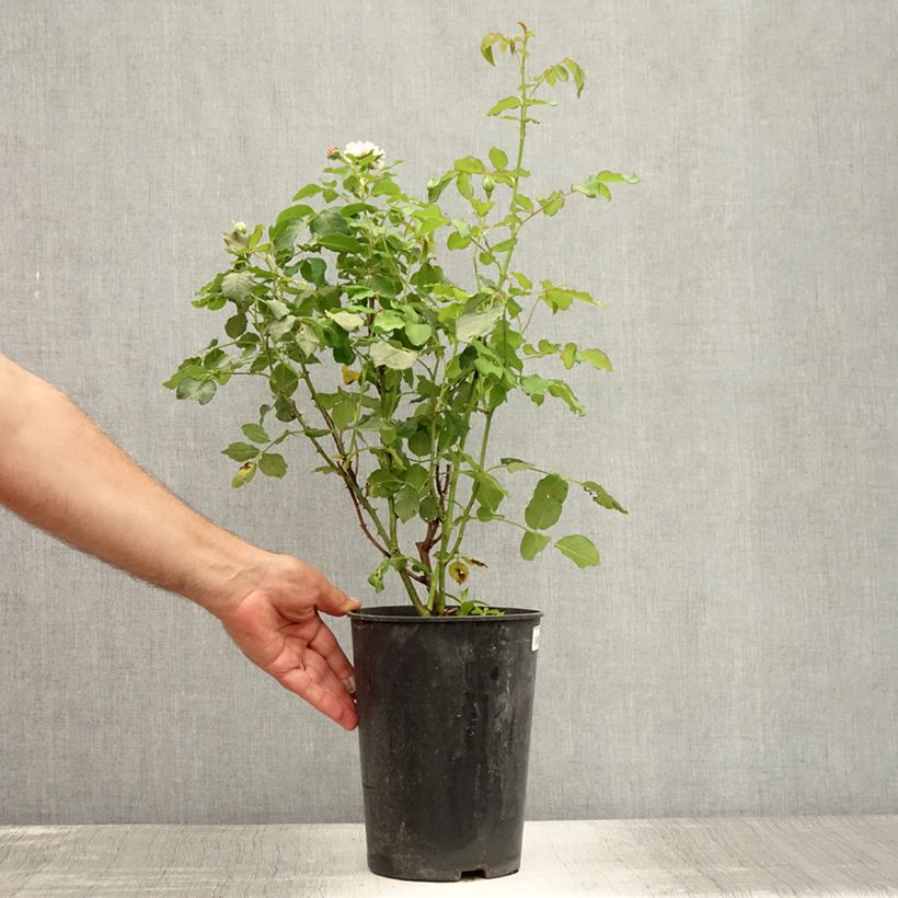 Rosa Boule de Neige 4L/5L pot sample as delivered in summer
