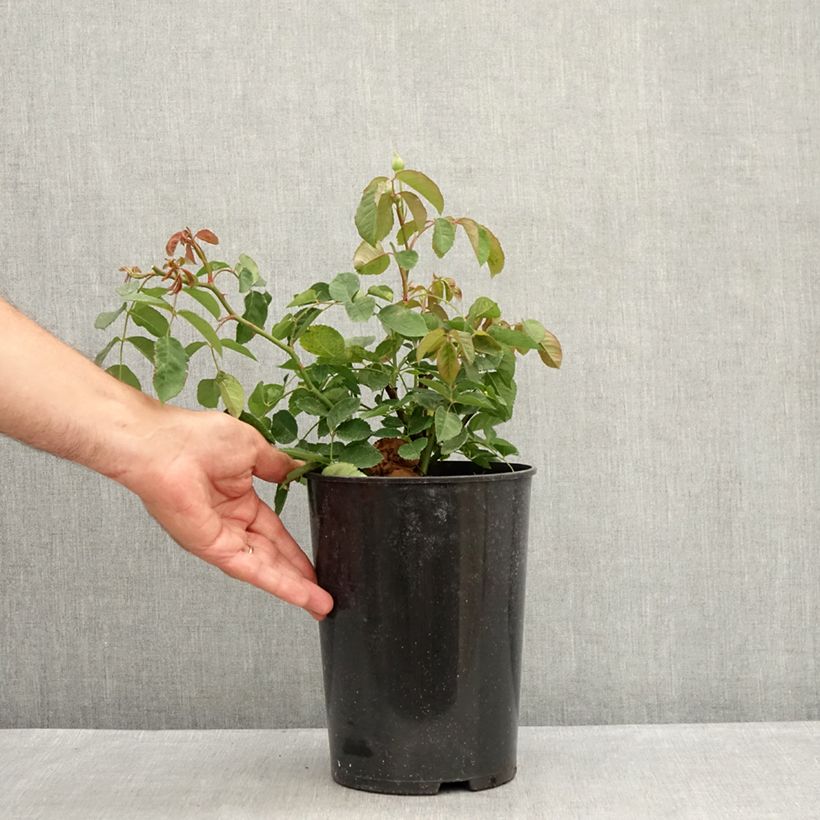 Rosa moschata Buff Beauty - Musk Rose 4L/5L pot sample as delivered in summer