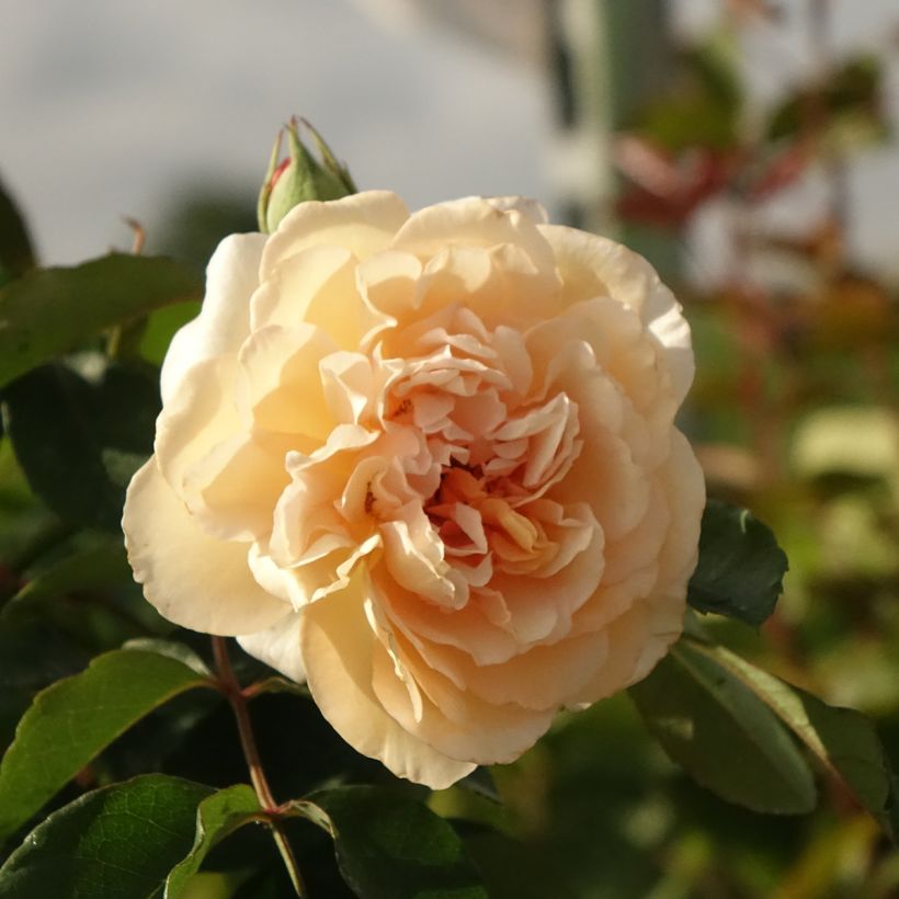 Rosa moschata Buff Beauty - Musk Rose (Flowering)