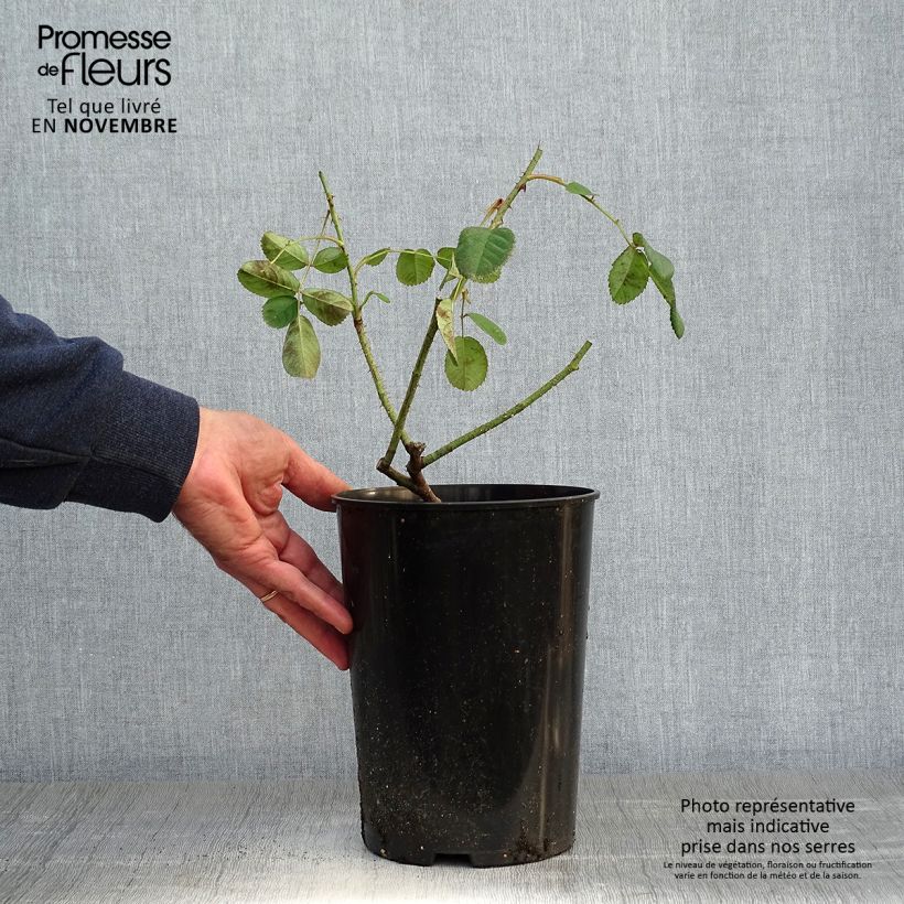 Rosa centifolia Muscosa - White Moss Rose 4L/5L pot sample as delivered in autumn