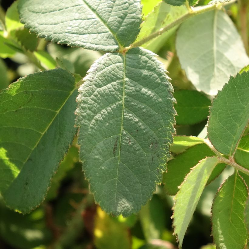 Rosa centifolia Muscosa - White Moss Rose (Foliage)