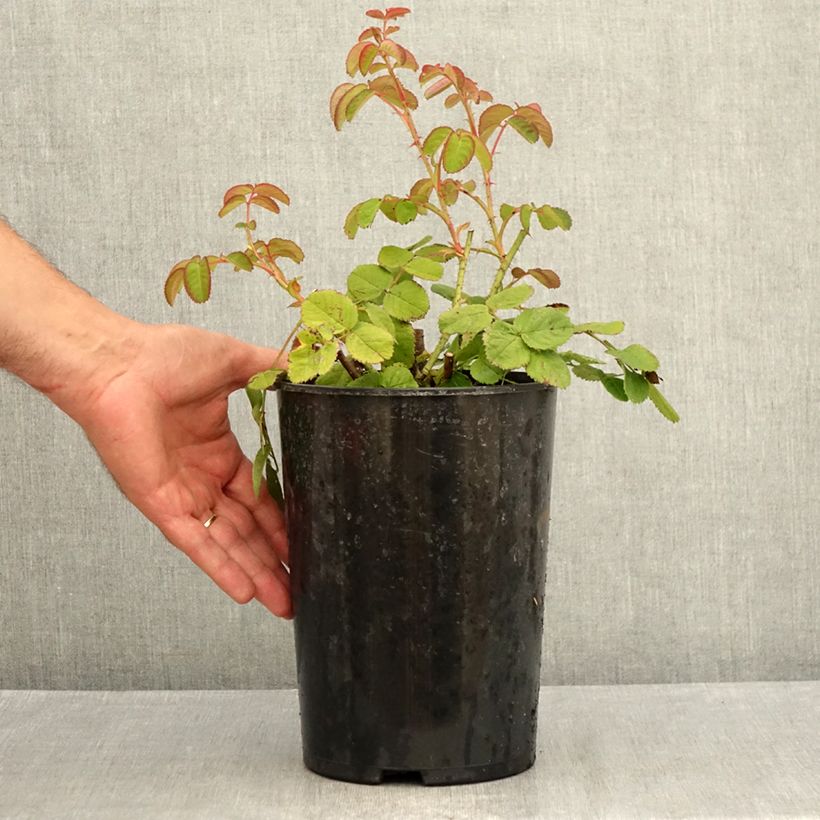 Rosa centifolia Cristata - Crested Moss Rose 4L/5L pot sample as delivered in summer