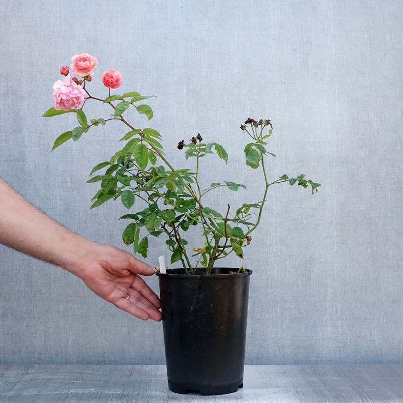 Rosa Cornelia 4L/5L pot sample as delivered in summer