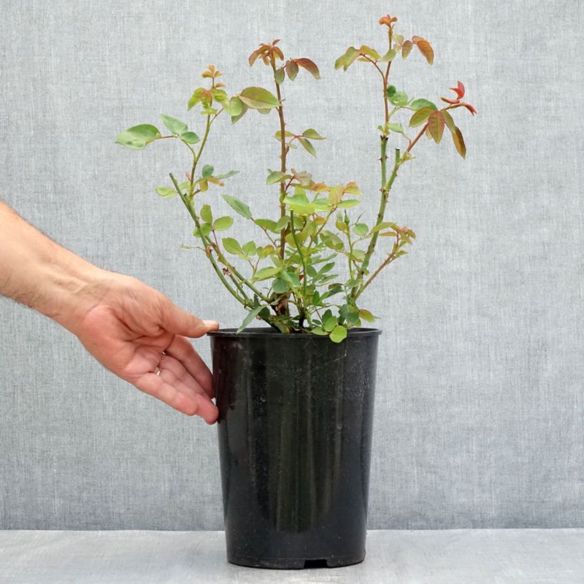 Rosa Dainty Bess 4L/5L pot sample as delivered in summer
