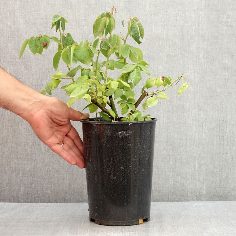 Rosa centifolia Fantin Latour - Cabbage Rose 4L/5L pot sample as delivered in summer