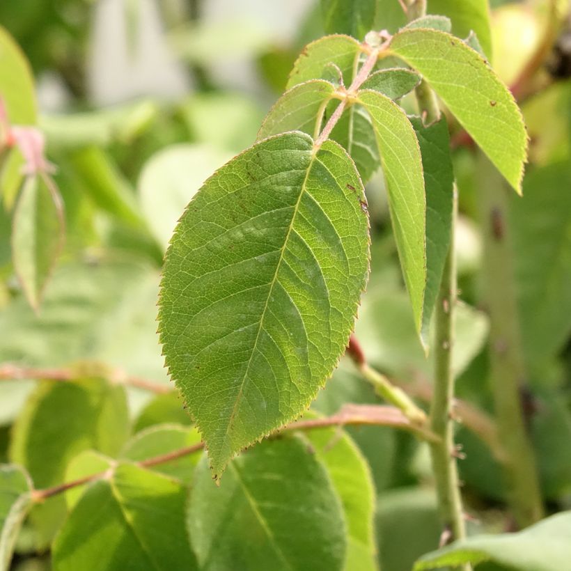 Rosa centifolia Fantin Latour - Cabbage Rose (Foliage)