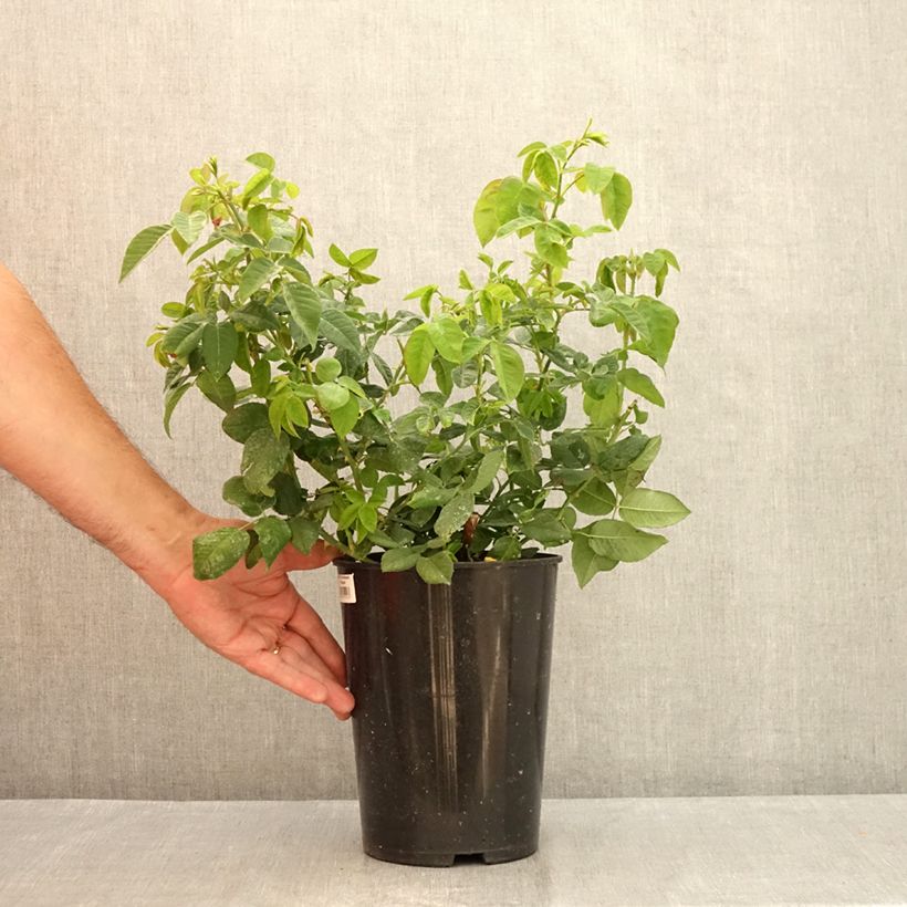 Rosa Ferdinand Pichard 4L/5L pot sample as delivered in summer