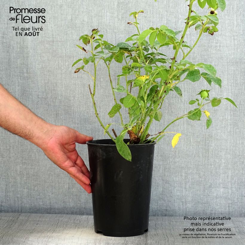 Rosa 'Fragrant Old Yellow' - Old Rose 4L/5L pot sample as delivered in summer