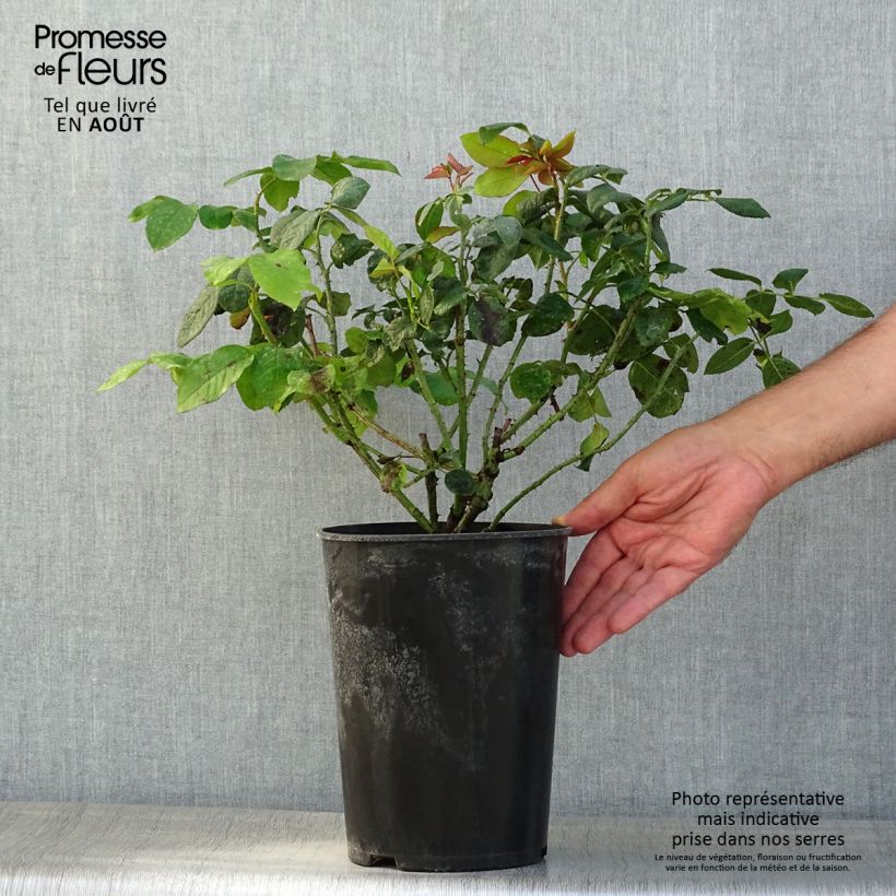 Rosa  Fragrant Old Purple 'Ausport' 4L/5L pot sample as delivered in summer