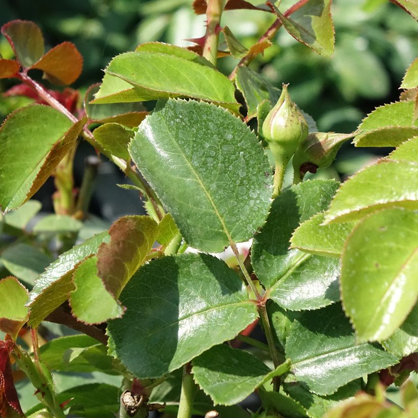 Rosa Fragrant Old White (Foliage)