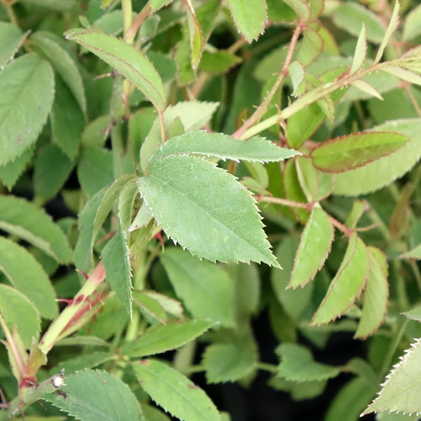 Rosa gallica - Gallic Rose (Foliage)