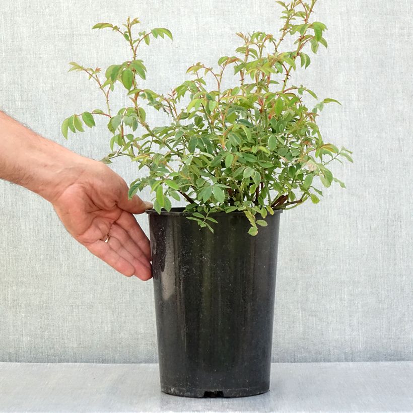 Rosa gallica - Gallic Rose 4L/5L pot sample as delivered in summer