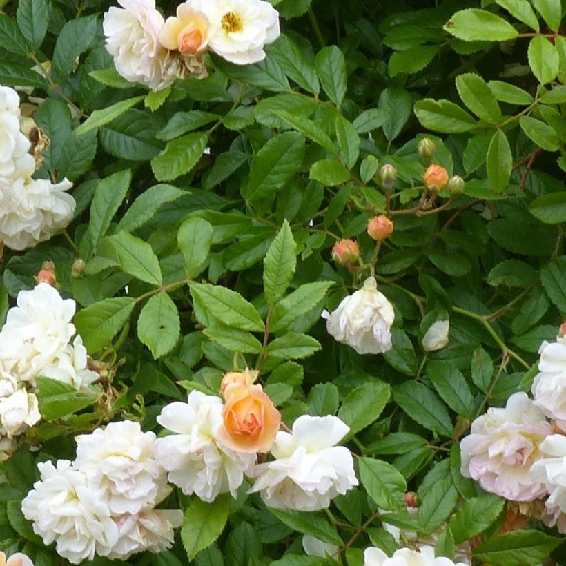 Rosa Ghislaine de Féligonde - Climbing Rose (Foliage)