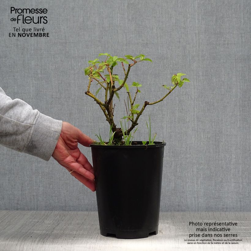 Rosa gallica Gros Provins Panaché 4L/5L pot sample as delivered in autumn