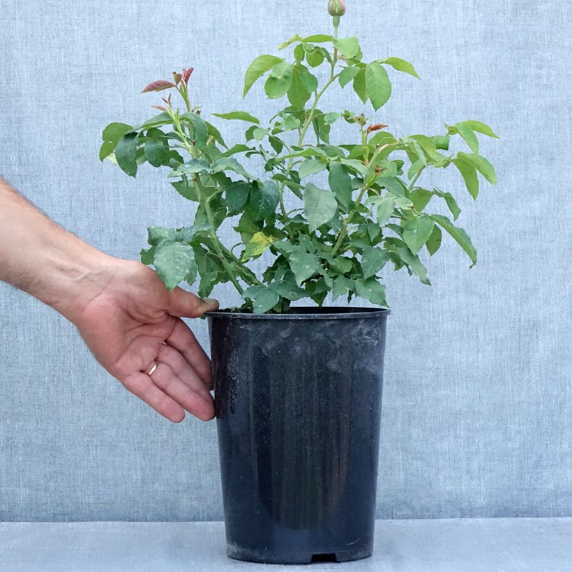 Rosa Honorine de Brabant - Bourbon Rose 4L/5L pot sample as delivered in summer