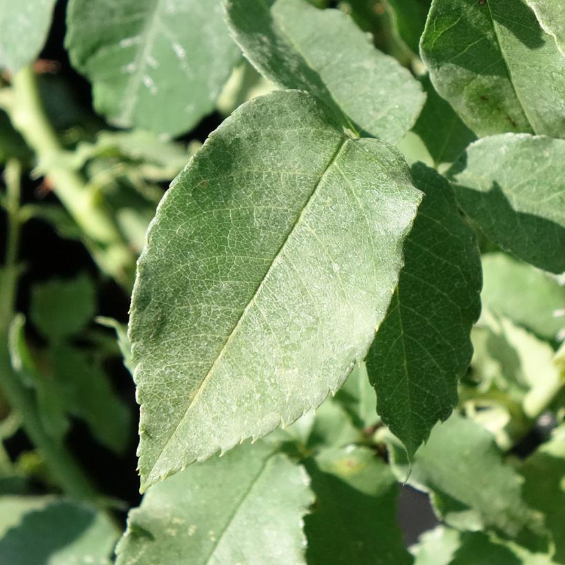 Rosa Honorine de Brabant - Bourbon Rose (Foliage)