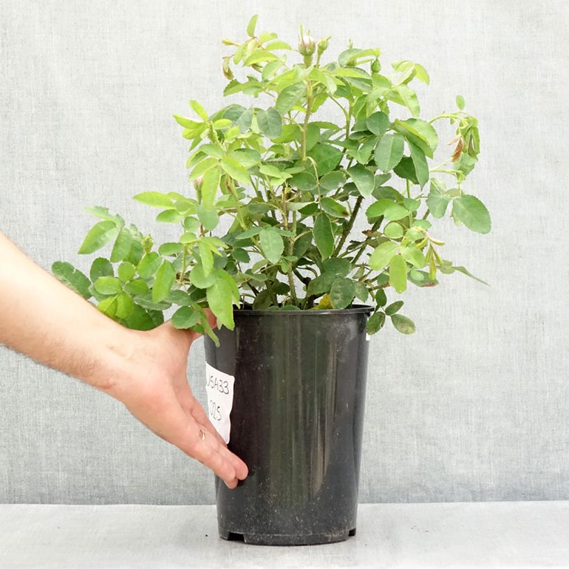 Rosa Jacques Cartier - Portland Rose 4L/5L pot sample as delivered in summer